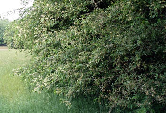 mountain black cherry